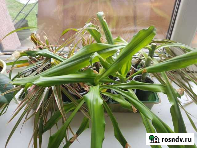 Черенки драцены трёх видов Балашиха - изображение 1