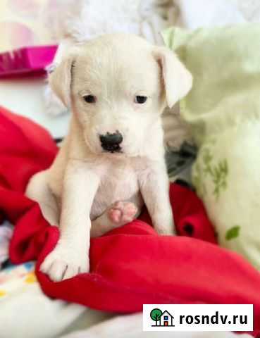 Очаровательные щенки ищут дом Пенза - изображение 1