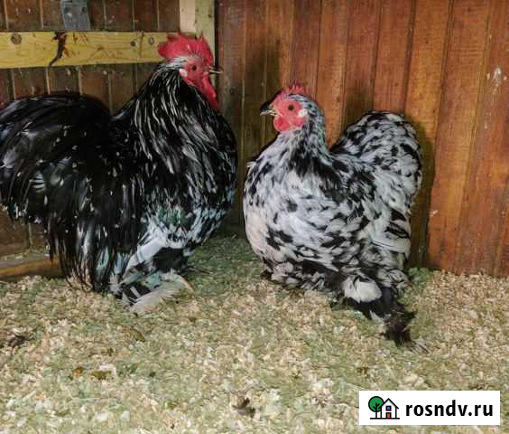 Шикарная пара карликовый кохинхин Санкт-Петербург - изображение 1