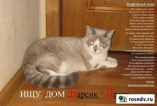 Котенок Барсик-Латте (1 год) Железногорск - изображение 1