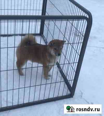 Кобель сиба ину (шиба ину) Тверь