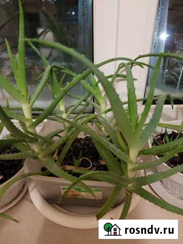 Алоэ Нефтеюганск - изображение 1