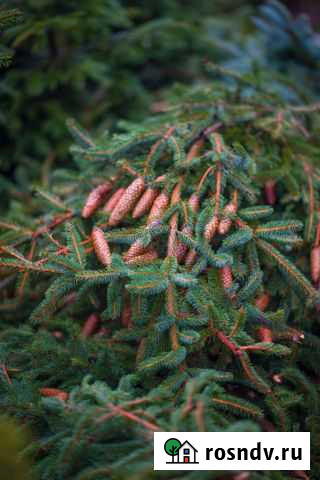 Лапник ели обыкновенной С шишкой Калининград - изображение 1