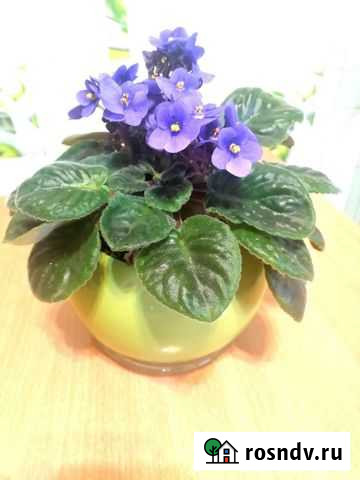 Фиалка Ступино - изображение 1