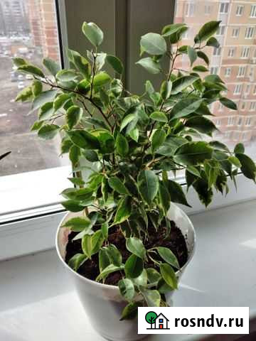 Фикус каучуковый, фикус бенджамина Липецк - изображение 1