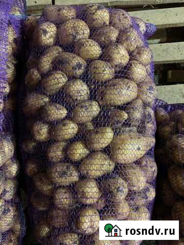 Картофель 2 урожай со склада Старовеличковская - изображение 1