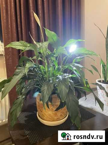 Спатифиллум в добрые руки Мурманск - изображение 1