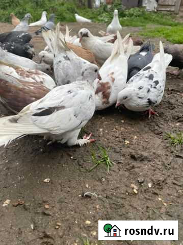 Бойные голуби(армянские,бакинские,иранские и т.п) Истра - изображение 1