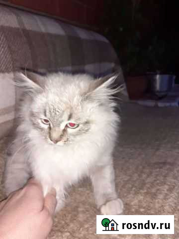 Кошка Липецк - изображение 1