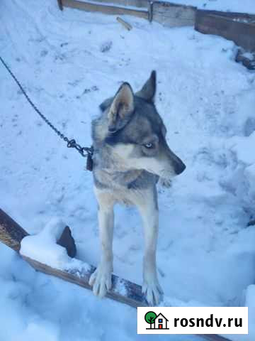 Сибирский хаски Белебей - изображение 1