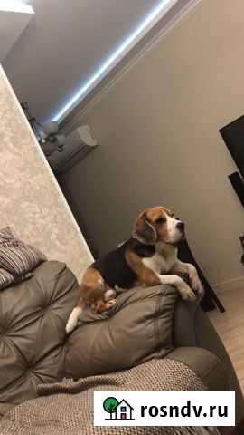 Собака для вязки Сочи - изображение 1