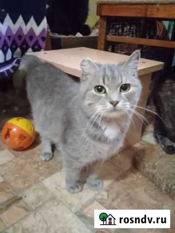 Кошка в дар Россошь - изображение 1