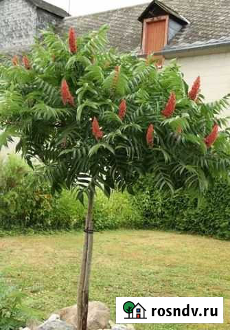 Сумах Ливны - изображение 1