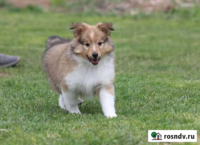 Щенок шелти Красноярск - изображение 1