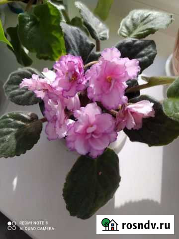 Фиалка Иркутск - изображение 1