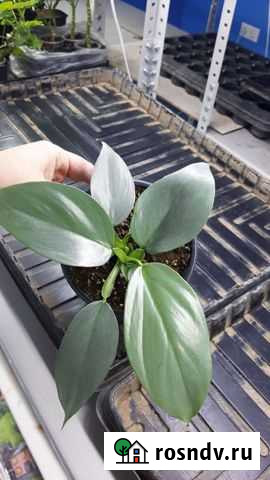 Филодендрон Ульяновск - изображение 1