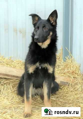 Гуля в дар Липецк - изображение 1