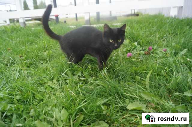 Кошки мышеловки Валуйки - изображение 1