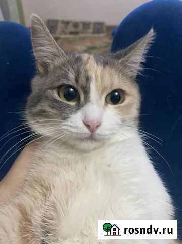 Кошка Кизилюрт - изображение 1