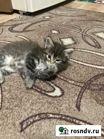 Котята в добрые руки бесплатно Воронеж - изображение 1