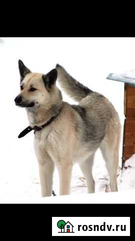 Лайка метиска по имени Венди Казань - изображение 1