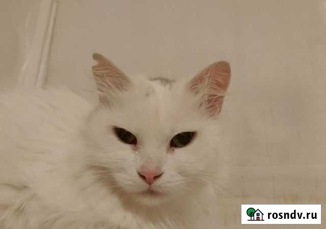 Найдена породистая кошка Севастополь - изображение 1