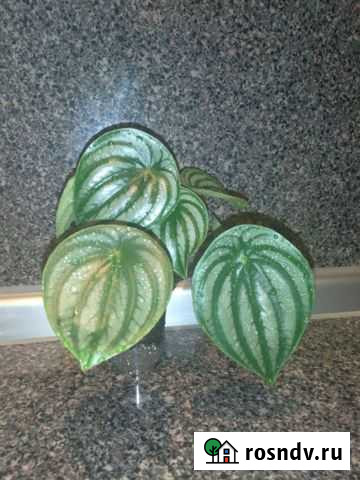 Пеперомия арбузная Самара - изображение 1