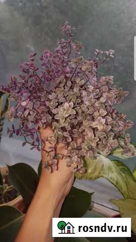 Традесканция пинк леди Павловск - изображение 1