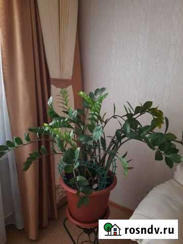 Замиокулькас Стерлитамак - изображение 1