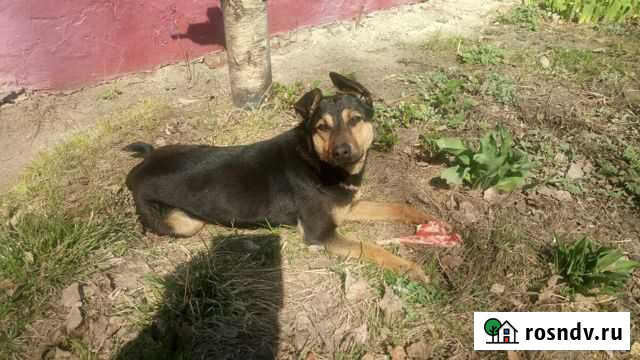 Собачка- мальчик Бубль Саратов - изображение 1