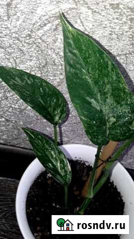 Эпик Вайт. Тай Энгельс - изображение 1