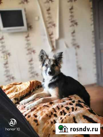 Собаки бесплатно в добрые руки щенки Химки - изображение 1