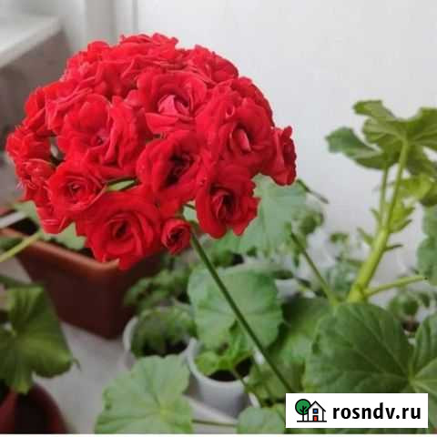 Пеларгония герань Барнаул - изображение 1