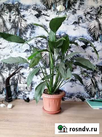 Спатифиллум Хабаровск - изображение 1