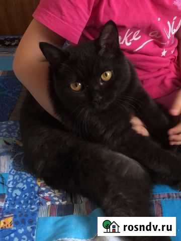 Кошка в дар,8 месяцев Омск - изображение 1