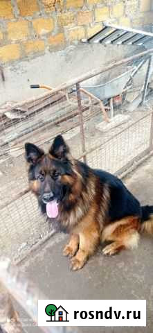 Молодой кобель,для вязки Красноперекопск - изображение 1