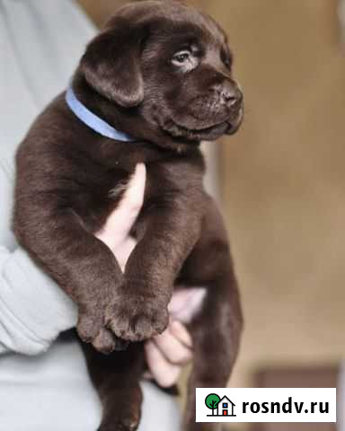 Лабрадор ретривер щенки Старый Оскол - изображение 1