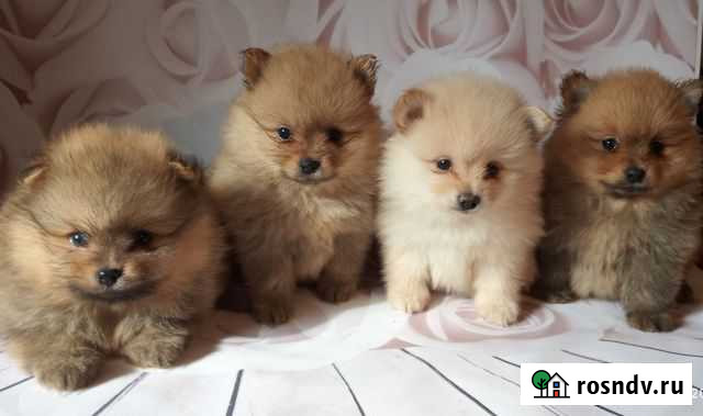 Очаровашки померанчики Брянск - изображение 1
