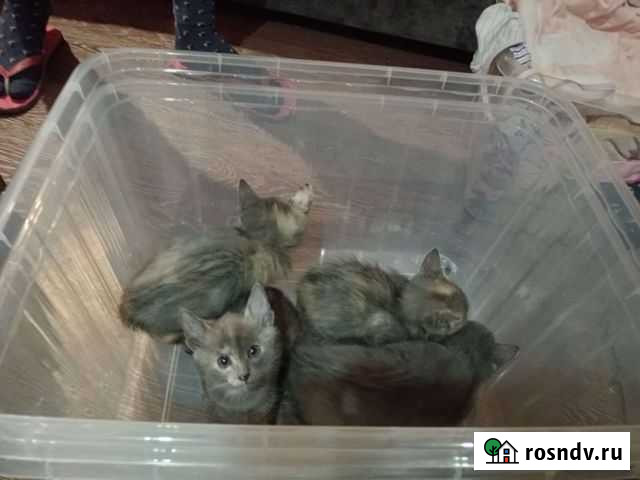 Котята в добрые руки бесплатно приучены к латку Хомутово - изображение 1