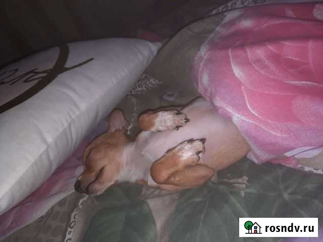 Кобель на вязку Черкесск - изображение 1