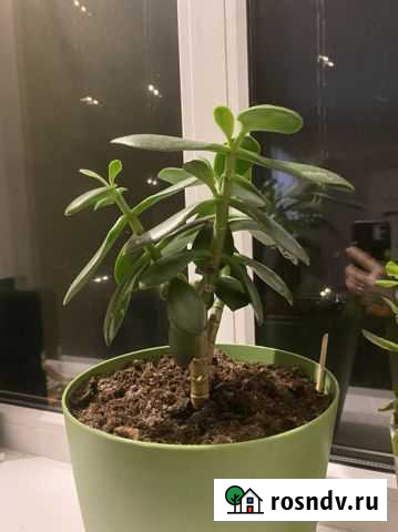 Крассула (денежное дерево) Старонижестеблиевская - изображение 1