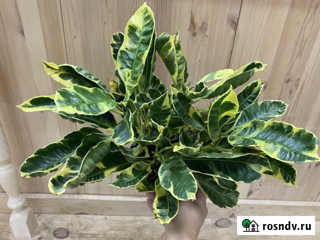 Кодиеум Ебурнеум Владимир - изображение 1