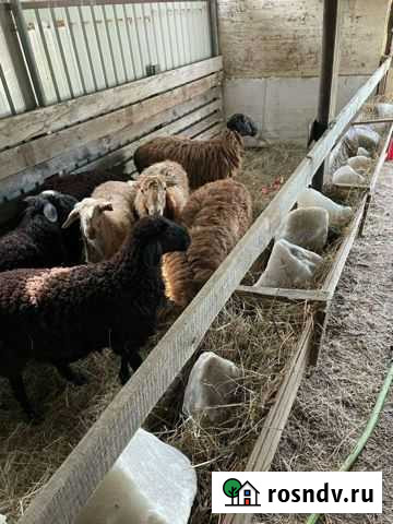 Бараны Балашиха - изображение 1