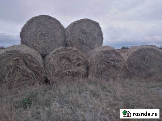 Сено в рулонах Бурла - изображение 1
