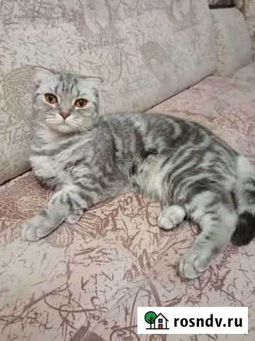 Шотландская вислоухая кошка бесплатно Стерлитамак - изображение 1