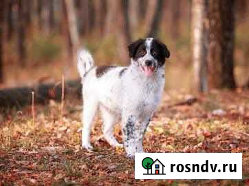 Собака в добрые руки Чехов - изображение 1