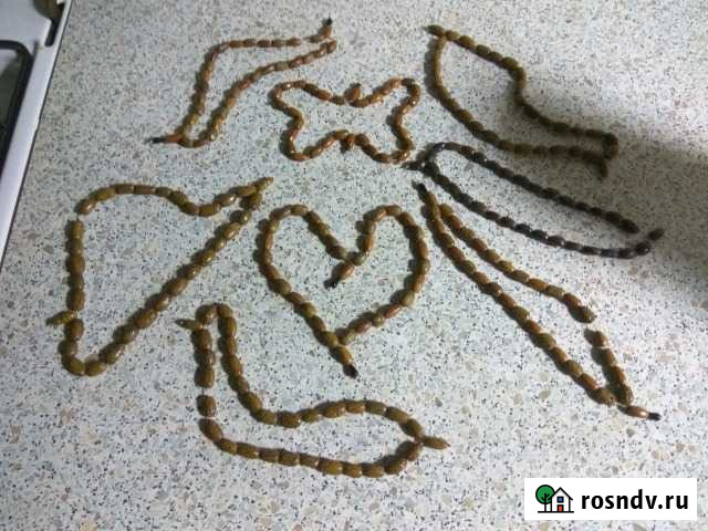 Четки из косточек кизила Иноземцево кп - изображение 1