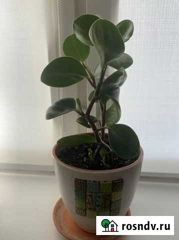 Фикус Белгород - изображение 1