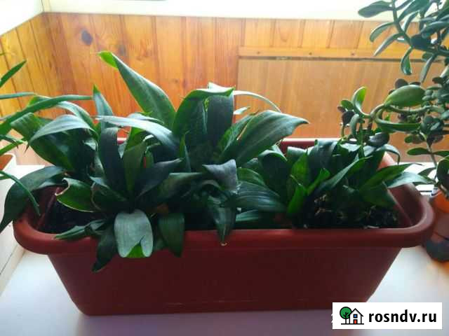 Сансевиерия (щучий хвост ) Екатеринбург - изображение 1