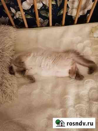 Кошечка сиамская Большие Березники